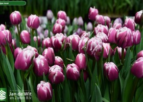 Tulipa Joser ® (2)